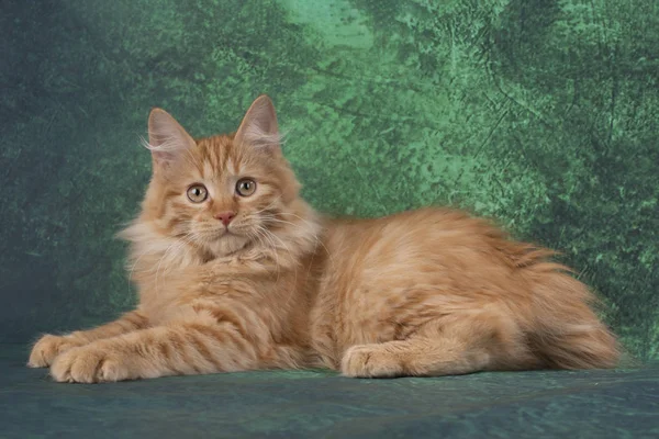 Kurilian bobtail på en grön bakgrund — Stockfoto