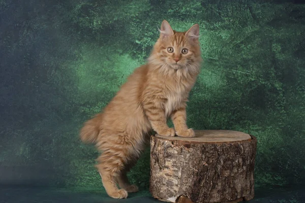 Kurilian bobtail på en grön bakgrund — Stockfoto