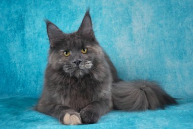 acımasız Maine Coon mavi zemin üzerine