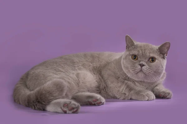 Grosso Britânico Shorthair gato em um fundo rosa — Fotografia de Stock