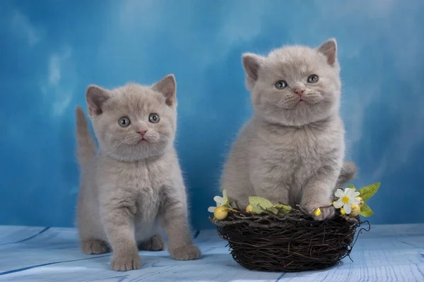 Söta brittiskt korthår kattunge på blå bakgrund — Stockfoto