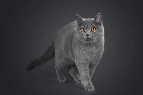 British Shorthair γάτα σε ένα γκρίζο φόντο — Φωτογραφία Αρχείου