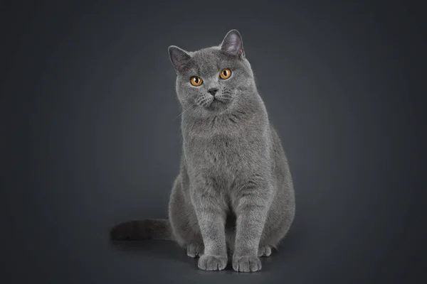 Британская короткошерстная кошка на сером фоне — стоковое фото