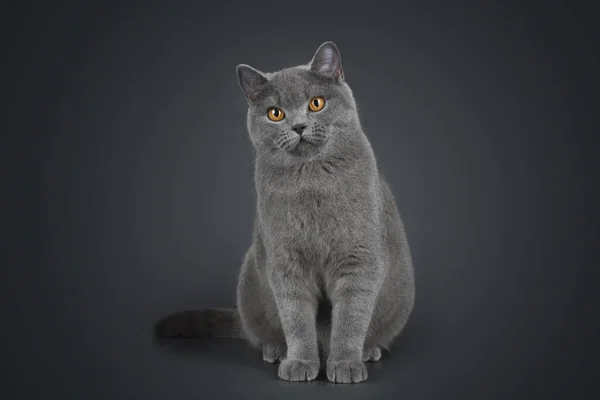 Chat British Shorthair sur fond gris — Photo