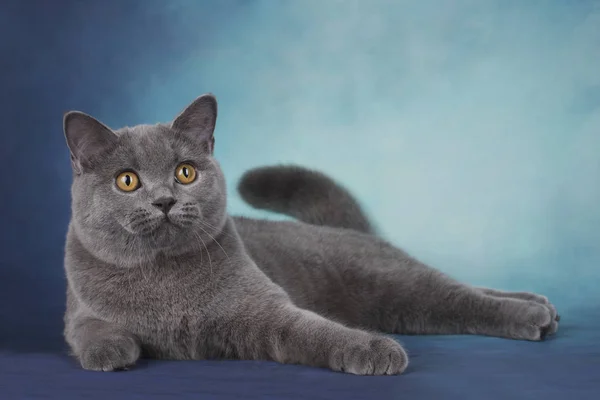 Британская короткошерстная кошка на синем фоне — стоковое фото