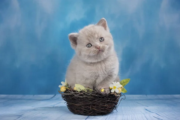 Sweet british shorthair kitten on blue background
