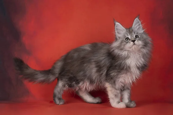 Пушистый кот Курил Бобтейл на ярко-красном фоне — стоковое фото