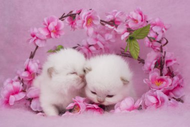 sakura gül bir zemin üzerine İngiliz yavru kedi