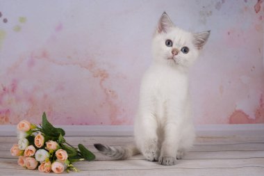 çiçekli parlak bir arka plan üzerinde beyaz yavru kedi