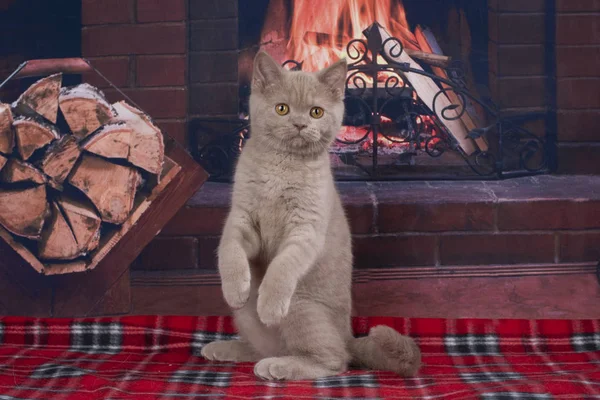 Gato britânico na lareira fundo — Fotografia de Stock