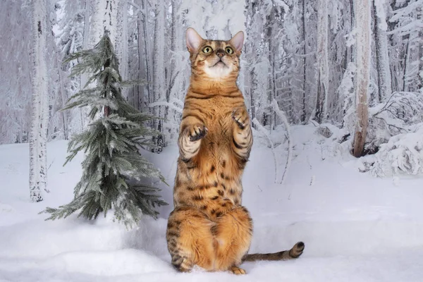 Gato de bengala na floresta de inverno — Fotografia de Stock