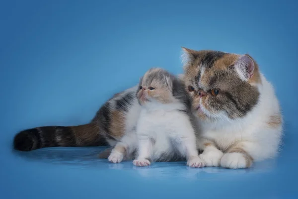 Kattunge med mamma på golsuby bakgrund — Stockfoto