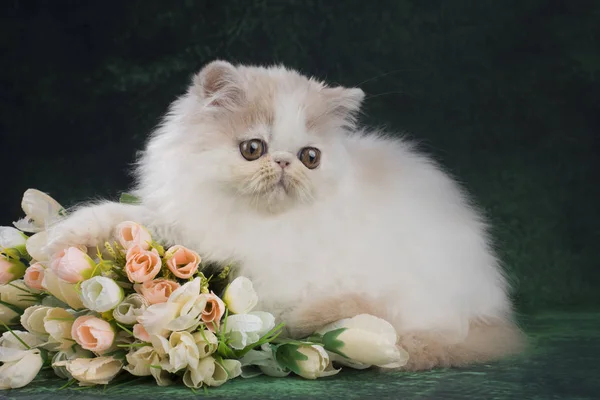 Pluizig kitten op de groene achtergrond met bloemen — Stockfoto