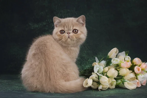 Pluizig kitten op de groene achtergrond met bloemen — Stockfoto