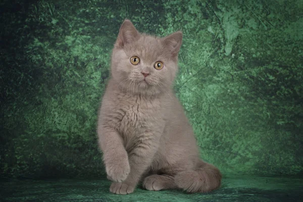Βρετανική γατάκι σε πράσινο φόντο — Φωτογραφία Αρχείου