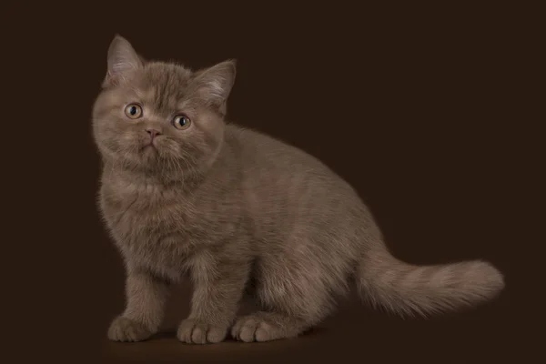 Британский котенок на темно-коричневом фоне — стоковое фото
