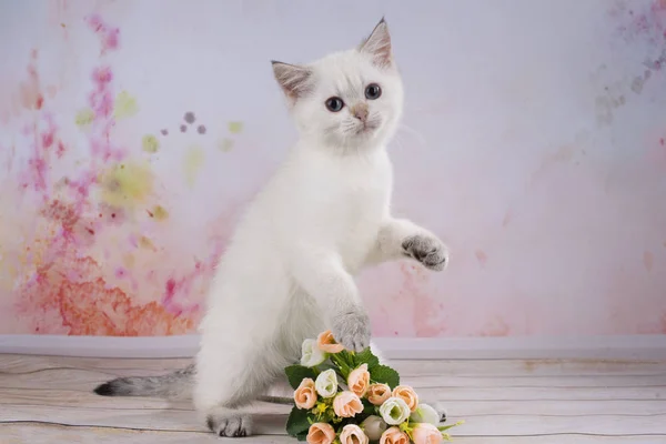 White kitten on a bright background with flowers — Stock Photo, Image