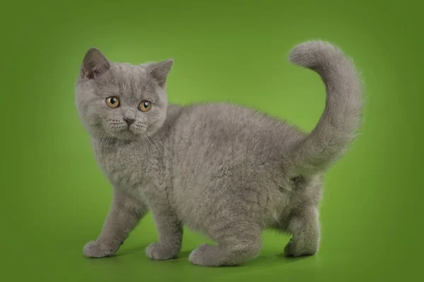 British kitten on a green background — Stock Photo, Image