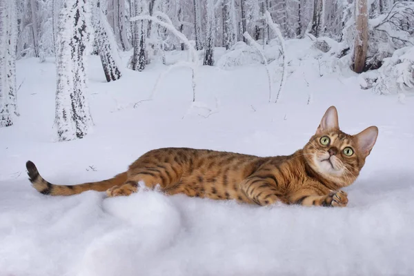 Gato de bengala na floresta de inverno — Fotografia de Stock