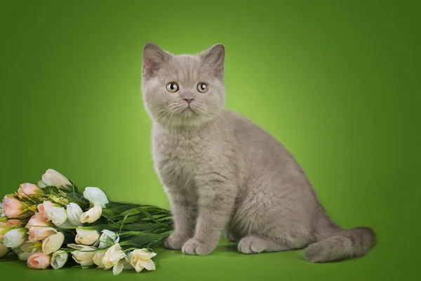 Bir buket çiçek ile yeşil bir arka plan üzerinde İngiliz yavru kedi — Stok fotoğraf