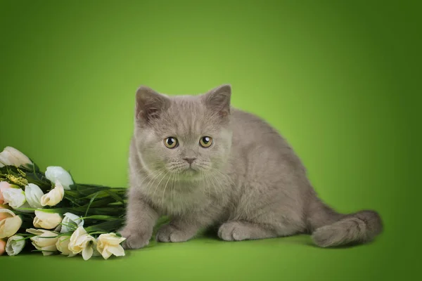 Gatinho britânico em um fundo verde com um buquê de flores — Fotografia de Stock