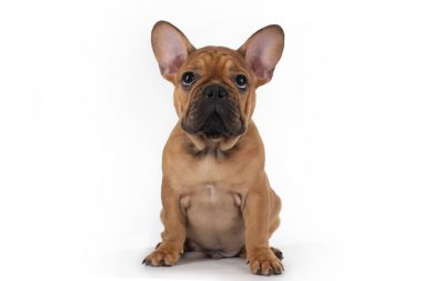 beyaz izole arka plan üzerinde fransız bulldog köpek yavrusu