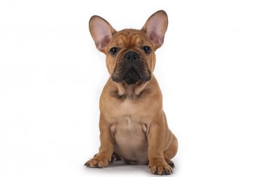 beyaz izole arka plan üzerinde fransız bulldog köpek yavrusu