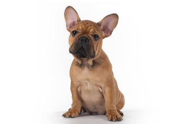 beyaz izole arka plan üzerinde fransız bulldog köpek yavrusu