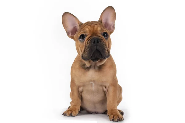 Franse Bulldog puppy op witte geïsoleerde achtergrond — Stockfoto