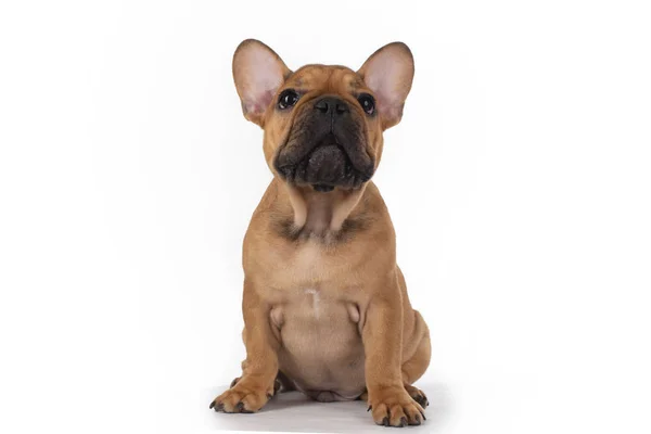 Franse Bulldog puppy op witte geïsoleerde achtergrond — Stockfoto