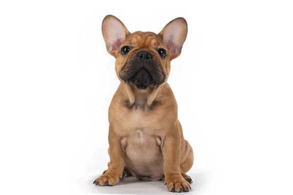 French bulldog puppy on white isolated background — Stock Photo, Image