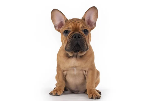 Beyaz izole arka plan üzerinde fransız bulldog köpek yavrusu — Stok fotoğraf