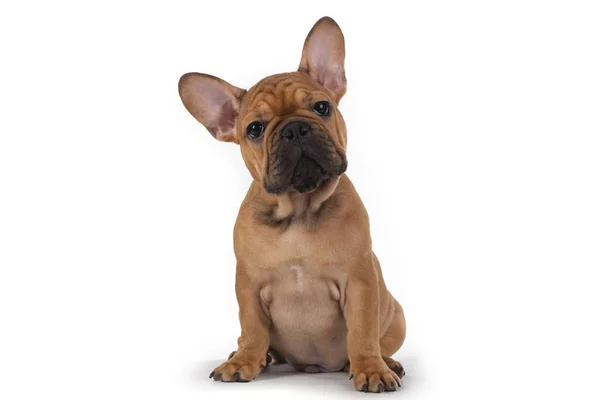 French bulldog puppy on white isolated background — Stock Photo, Image