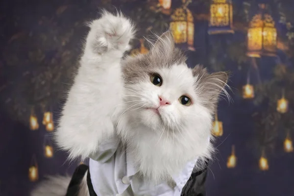 Portret van een kat op de achtergrond van de Chinese lantaarns — Stockfoto