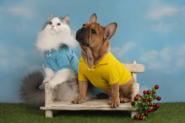 Кіт і собака сидять на лавці в літній день — стокове фото