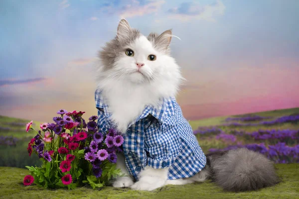 夏の草原の青いシャツを着た猫 — ストック写真