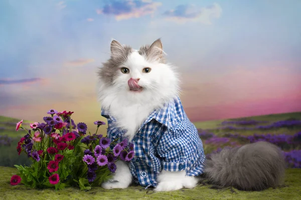 Кошка в голубой рубашке на летнем лугу — стоковое фото