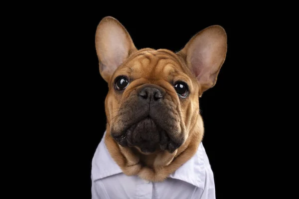 Franse Bulldog puppy in shirt op zwarte geïsoleerde achtergrond — Stockfoto