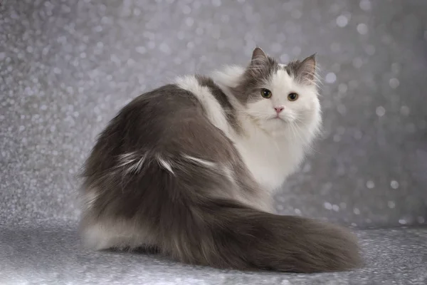Gato esponjoso sobre un fondo gris —  Fotos de Stock