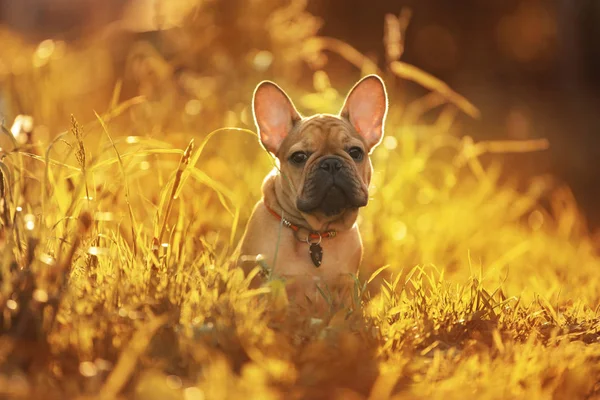 French bulldog puppy playing in the grass at sunset — Stock Photo, Image