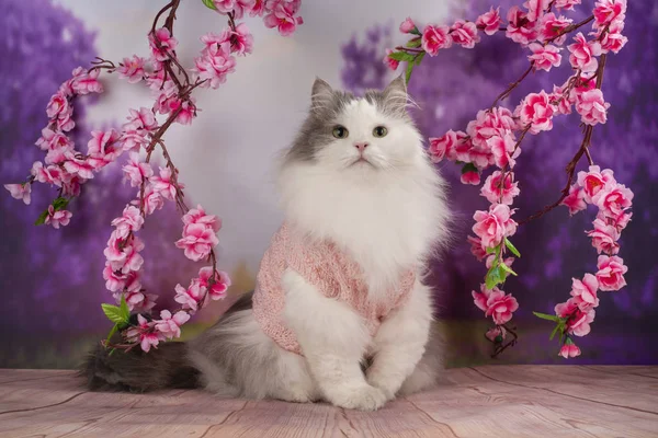 Çiçek açan ağaçlar ile pembe örme kazak kedi — Stok fotoğraf
