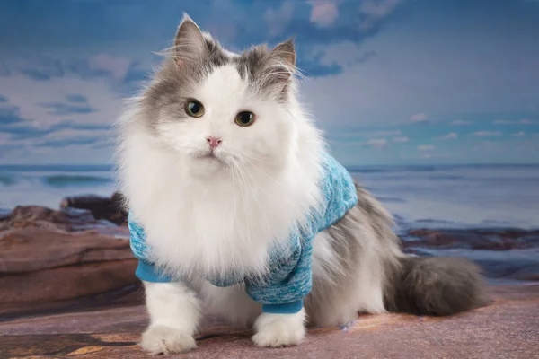 Cat in a knitted sweater walks by the sea — Stock Photo, Image