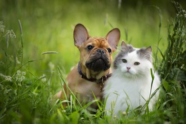 kedi ve köpek güneşli bir günde sokakta yürümek