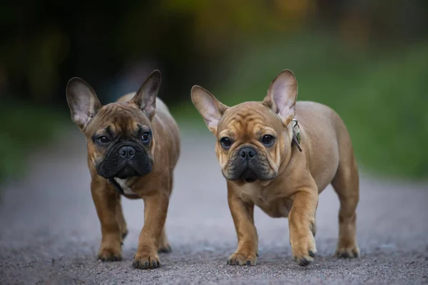 french bulldog puppies playing outside