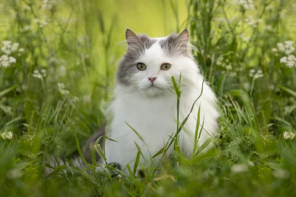 The cat walks outside on a sunny day — Stock Photo, Image