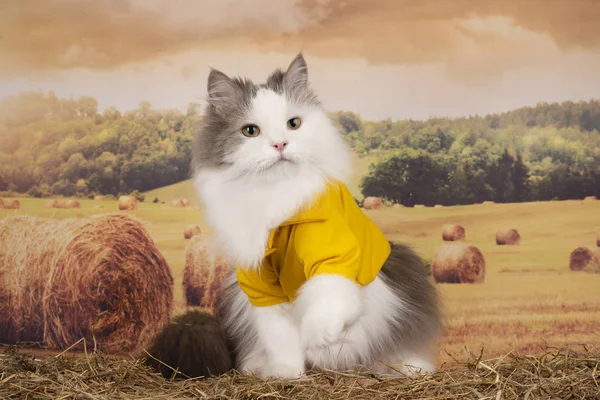 Pluizig kat wandelingen in het veld na het hooien — Stockfoto