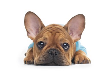 french bulldog puppy on background clipart