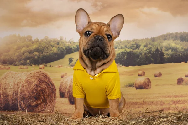 French bulldog puppy walks in a field after haying — Stock Photo, Image