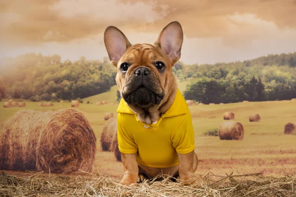 French bulldog puppy walks in a field after haying — Stock Photo, Image