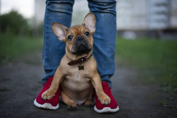 french bulldog puppy afraid to walk